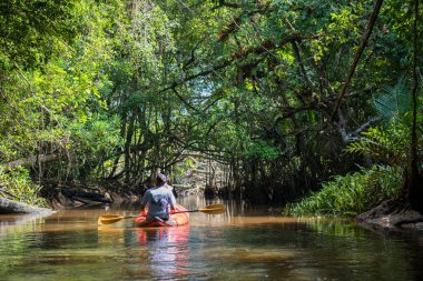 Sailor guide and tourist on canoe visit Little Amazon or Klong Sang Nae Canal to see hidden Banyan Tree forest, bird, snake, salvator along river in phang nga, Thailand. Famous travel destination.