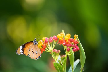 orange monarch butterfly eating on colorful flower carpel with blurred foliage bokeh greenery background. Wildlife animal at spring garden with copy space for text.