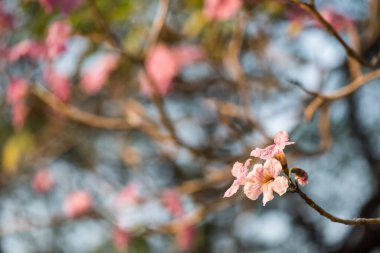 Tabebuia Rosea flower, aka Pink Poui Tecoma and Rosy Trumpet tree. Thai cherry blossom or sakura with foliage light bokeh. Beauty in Nature.