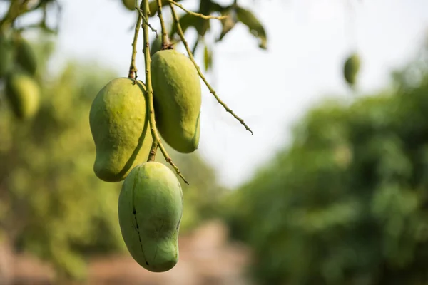 Gruppe Von Grünen Frischen Mangos Auf Dem Baum Tropischen Bauernhof — Stockfoto