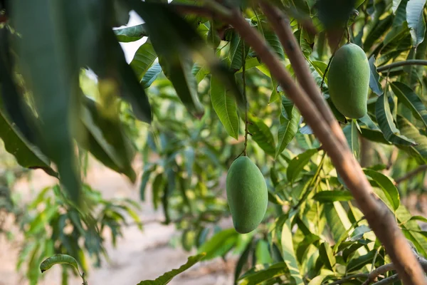 Green Fresh Mangoes Tree Tropical Farm Summer Agriculture Fruit Industry — Stock fotografie