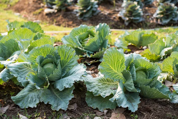 Spring Green Cabbages Agriculture Field Sunset Thailand Raw Vegetable Tropical — Foto Stock