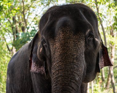 Closeup portrait of elephant in wild forest of Thailand. it look at camera