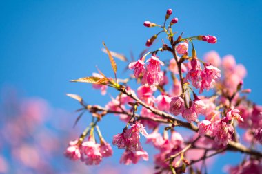 Beautiful pink Thai Sakura flower, Wild Himalayan or Prunus cerasoides, against blue sky background, Chiang Rai, Thailand. cherry blossom  full bloom at spring.