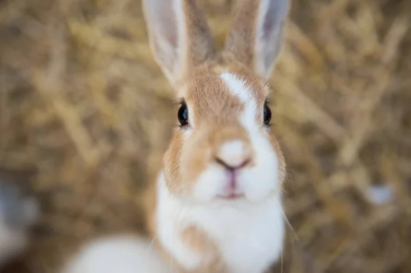 Portrait Fluffy Brown White Rabbit Aerial View Farm Animal Pet — Fotografia de Stock