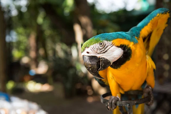 Portrait Macaw Parrot Bird Natural Foliage Leaf Bokeh Cute Colorful — Fotografia de Stock