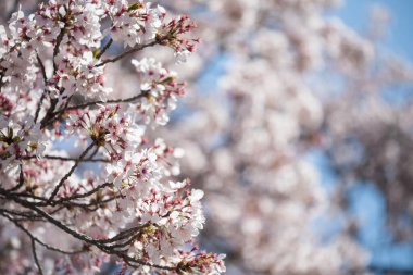 Japonya 'daki Nagoya Kalesi' nin etrafında ilkbaharda çiçek açmış kiraz çiçeği ya da sakura çiçeği..