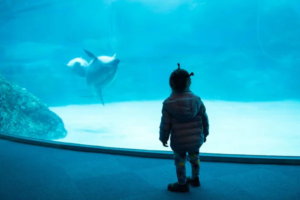 Little Girl Watch Sea Dolphins Swimming Playing Each Other Aquarium — Stock Photo, Image