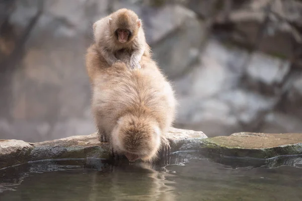 Japanese Snow Monkey Macaque Mother Drink Hot Spring Water While — Stock Photo, Image