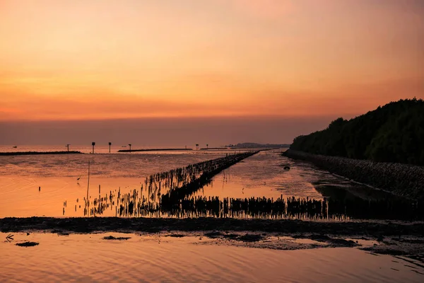 Bang Deniz Manzarası Günbatımında Siluet Mangrov Ağacı Ormanı Ile Alacakaranlık — Stok fotoğraf