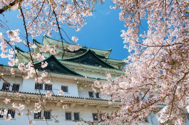 Nagoya Kalesi, ilkbaharda Japonya 'nın Chubu şehrinde mavi gökyüzüne karşı kiraz ağacının beyaz sakura çiçeğiyle çevrili. Ünlü seyahat yeri ya da simgesi.