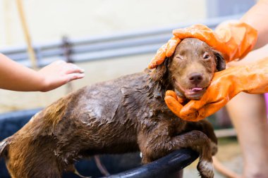 Yıkama ve sabunlama şirin kahverengi Nova Scotia Duck Tolling Retriever köpeği büyük siyah bir kova içinde ev sahibinin elleriyle. Ailede güzel bir evcil hayvan. Köpek portresi.
