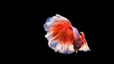 Tayland betta ya da siyam savaşçısı balıklar yüzer ve siyah arka planda yarım ay şeklini gösterir. Su tankında yüzen renkli deniz hayvanı..