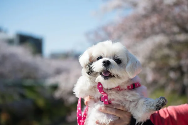 White Morkie Half Maltese Puppy Cherry Tree Sakura Flower Blossom — Stock Photo, Image