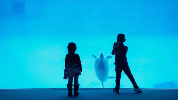 Silhoutte Bratr Sestra Sledovat Nahrávat Video Plavání Delfín Nagoya Aquarium — Stock fotografie