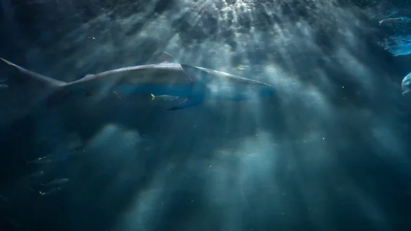 Tubarão Marinho Movimento Nadando Com Pequenos Peixes Com Raios Luz — Fotografia de Stock