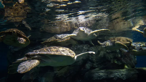 Grupp Havssköldpaddor Som Simmar Nagoyas Akvarium Japan Berömd Resmål För — Stockfoto