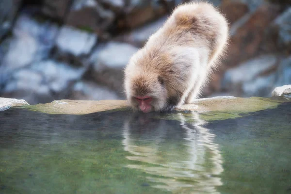 Japanese Monkey Macaque Drink Hot Spring Water White Snow Mountain — Stock Photo, Image