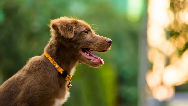 愛らしいノバスコシアダックトレリングの肖像緑の葉の夕日を見ている子犬は 庭でボケをぼかします 春の公園で幸せかわいいペット犬 — ストック写真