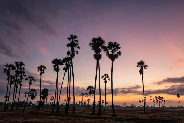 Silhouette Palmiers Sucre Sur Ferme Tropicale Aube Avant Lever Soleil — Photo