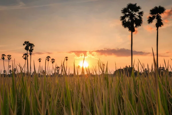 Paddy Rice Grass Blur Palm Tree Sunrise Dongtan Sam Khok — Stock Photo, Image