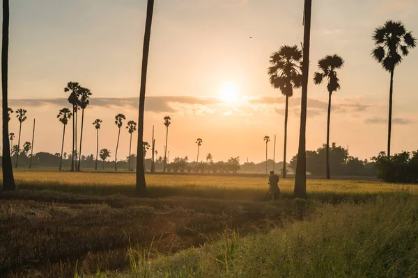 在泰国帕坦萨尼的东滩 摄影师拍摄了日出时分稻田和糖棕榈树的照片 温暖国家的农业食品工业 美丽的风景旅游景点地标 — 图库照片