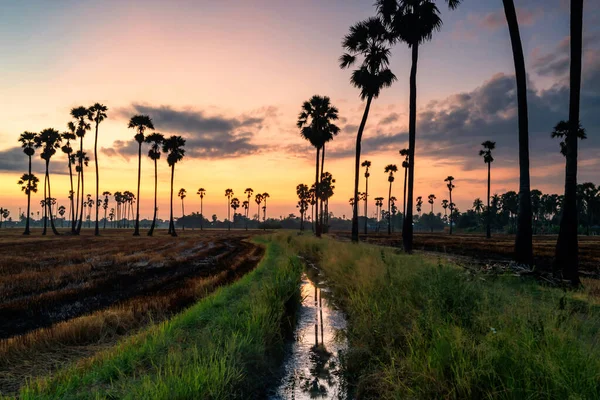 Sugar Palm Trees Dry Rice Tropical Farm Water Basin Dawn — Stock Photo, Image