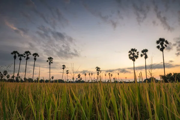 位于泰国帕坦阿勒市东滩的稻草 黎明时分 在晒太阳前 与朦胧的棕榈树相映成趣 温暖国家的农业食品工业 美丽的风景旅游景点地标 — 图库照片