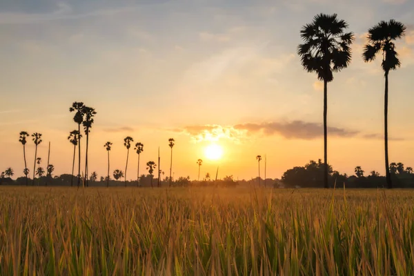 Paddy Rýžová Tráva Palmy Při Východu Slunce Dongtan Sam Khok — Stock fotografie
