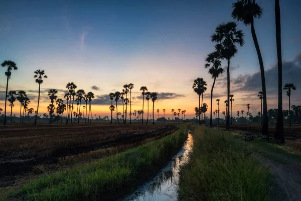 Sugar Palm Trees Rice Tropical Farm Water Basin Dawn Sunrise — Stock Photo, Image