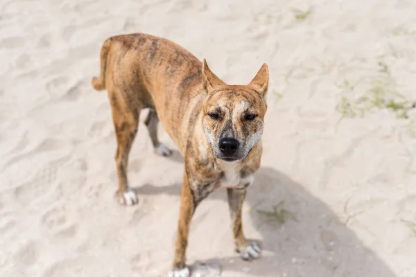 Portrait Chien Thaï Errant Marbre Brun Sur Sable Blanc Regarder — Photo