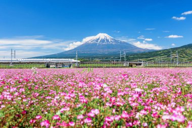 Fuji Dağı 'ndaki Shinkansen ya da JR Bullet treni ve ilkbaharda ve Japonya' nın Shizuoka şehrindeki mavi gökyüzünde pembe renge çiçek tarlası. Tokyo ve Osaka arasında süper hızlı tren N700 transit.