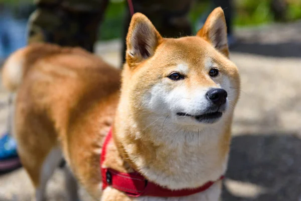 黄色の可愛い秋田犬 別名ハチ 春に公園を歩く純血犬の肖像 — ストック写真