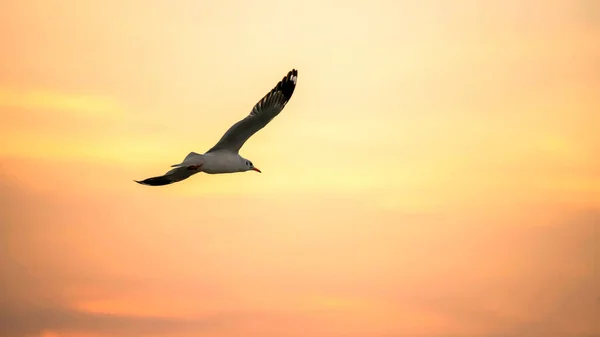 Flying Seagull Met Schemerlucht Tijdens Zonsondergang Bij Recreatiecentrum Bang Samut — Stockfoto