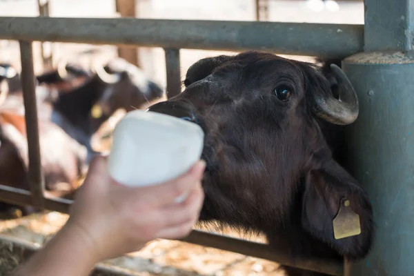 Pasza Dla Bawołów Farmie Carabao Prowincji Chachoengsao Tajlandii Park Dla — Zdjęcie stockowe