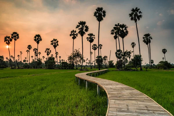 Dřevěná Křivolaká Stezka Rýžového Pole Cukrové Palmy Při Západu Slunce — Stock fotografie