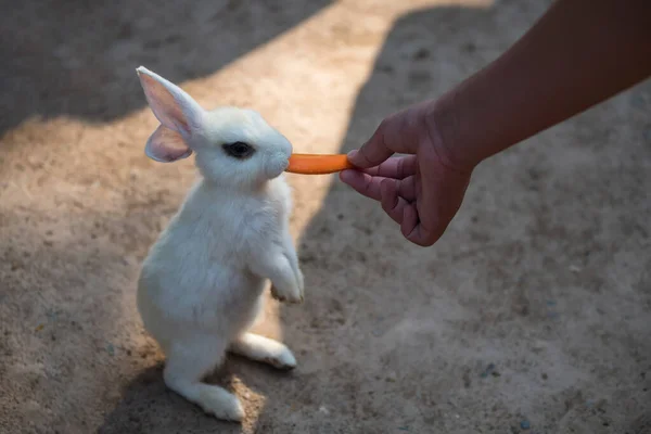 Pequeno Bebê Branco Coelho Coelho Ficar Comer Cenoura Alimentar Pelo — Fotografia de Stock