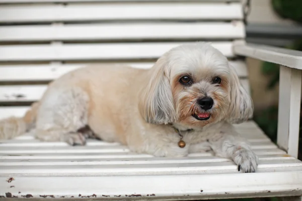 Rahatlatıcı sevimli shih tzu puppy — Stok fotoğraf