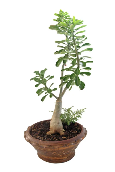 Bonsai banyan drzewo na białym tle — Zdjęcie stockowe