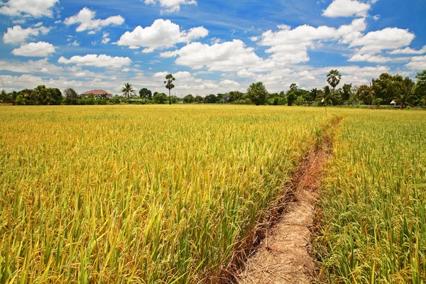 Oogst rijst veld met voetpad tegen blauwe hemel — Stockfoto