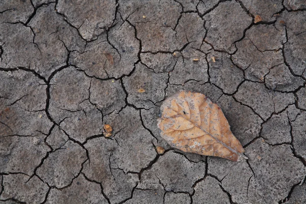 Torra bruna blad på sprucken jord — Stockfoto