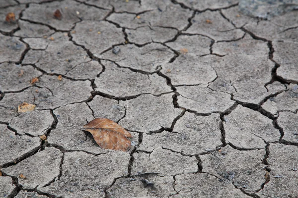 Dry brown leaf on the cracked earth — Stock Photo, Image