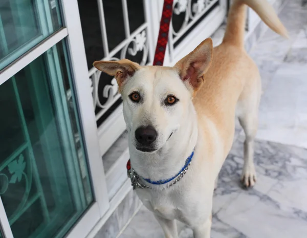 Chien attaché à la chaîne rouge — Photo