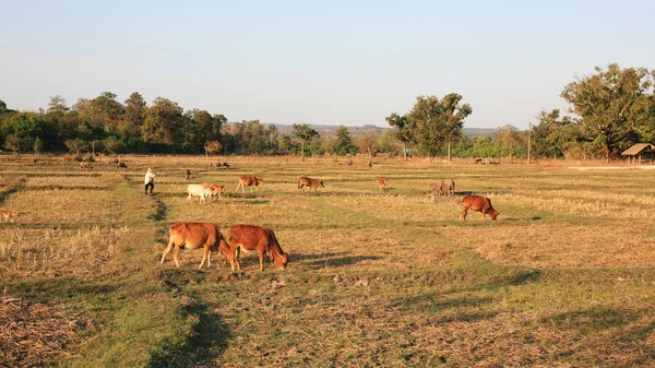 农民放牧牛吃在字段中 — 图库照片
