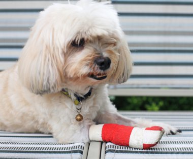 Yaralı bacak Shih Tzu kırmızı bandaj