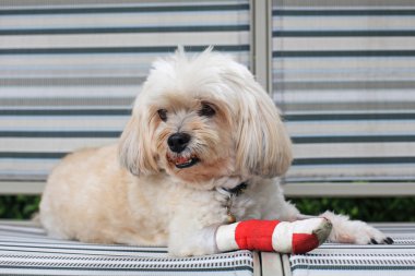 Kırmızı bandajı ön bacak Shih Tzu yaralı