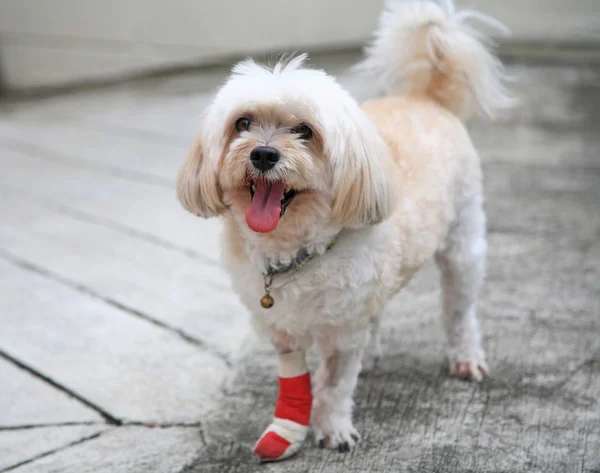 Blessé Shih Tzu jambe enveloppée par un bandage rouge — Photo