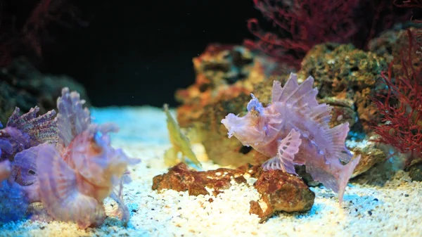 Lionfish (Pterois volitans) swimming near coral reef — Stock Photo, Image