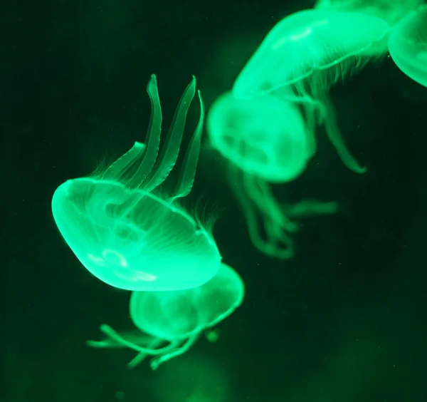 Medusas renderizadas em luz verde — Fotografia de Stock
