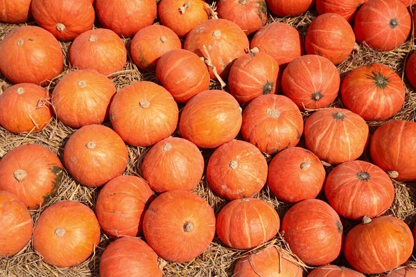 Many pumpkins at jim thompson farm — Stock Photo, Image